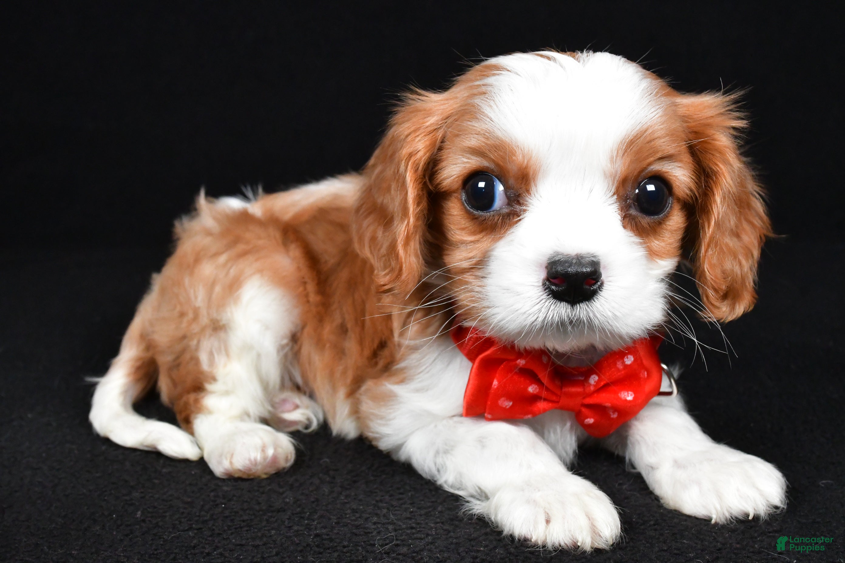 Cavalier King Charles Spaniel dogs Rusty - Ad 2