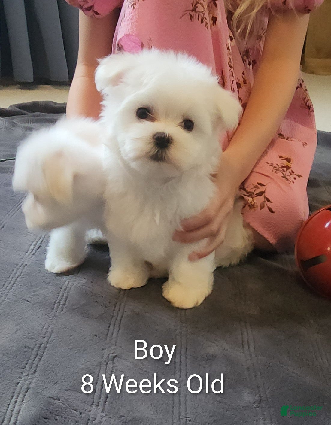 Maltese dogs Prince- Small boy, 5 lb adult  - Ad 2