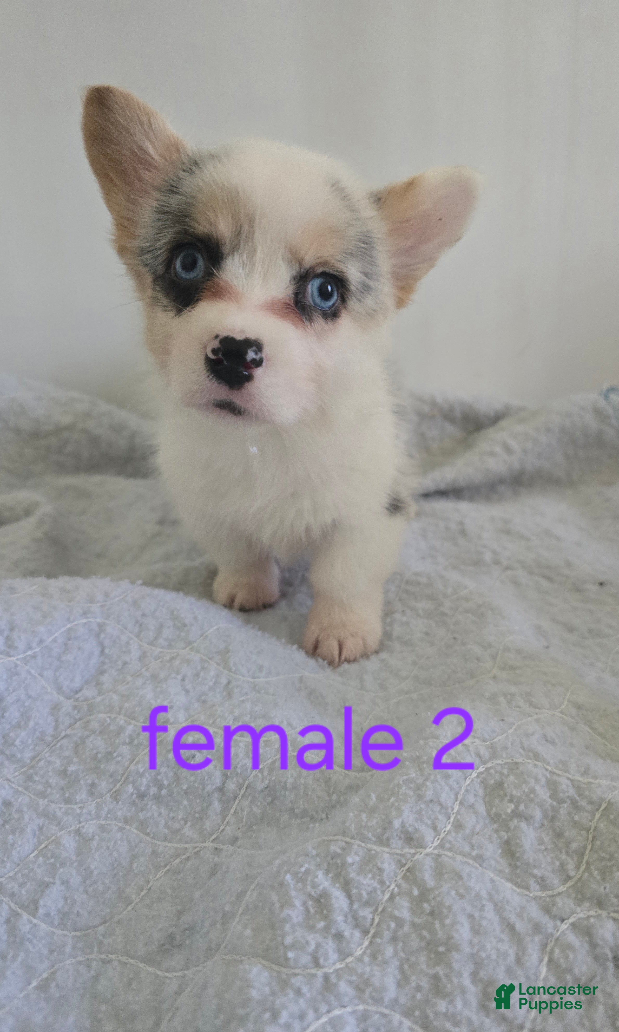 Mixed Breed dogs Female 2 - Ad 2