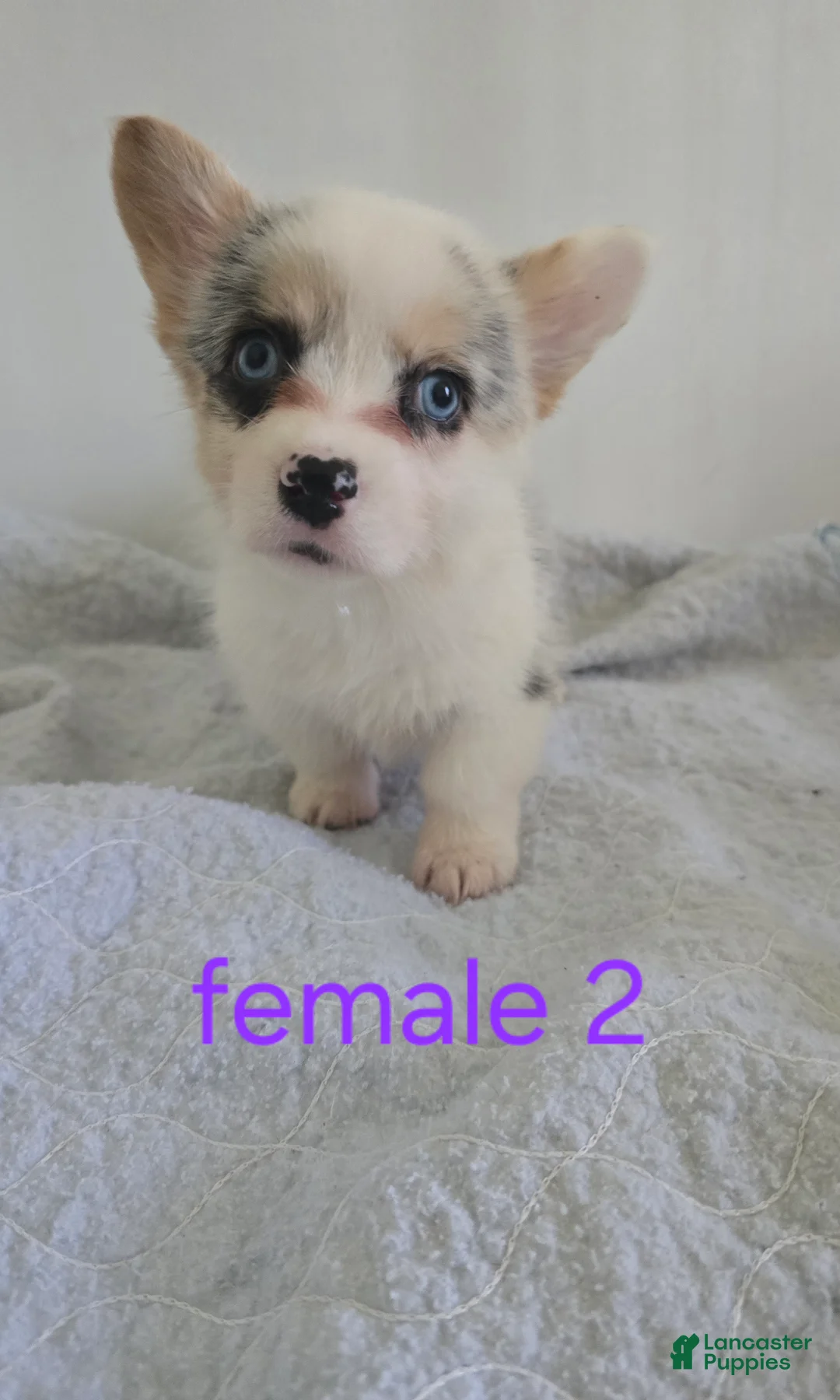 Mixed Breed dogs for sale: Female 2 - Ad 2