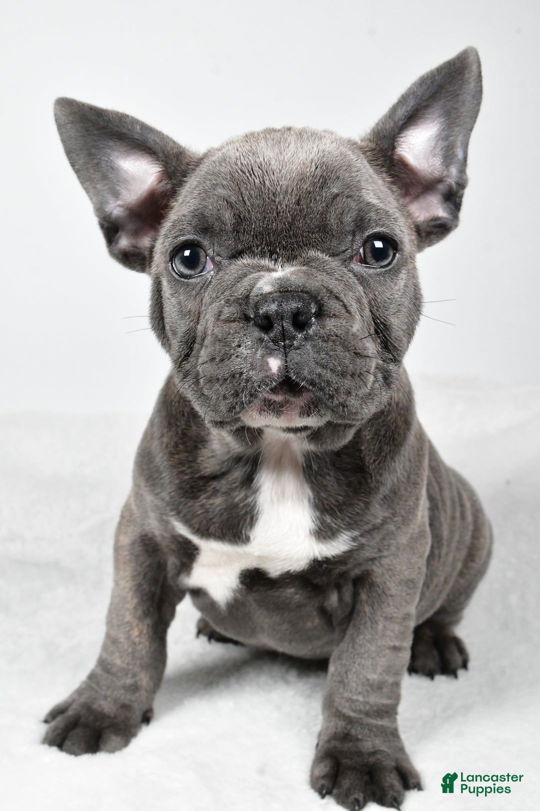 Mixed Breed dogs for sale: Reuben - Ad 7