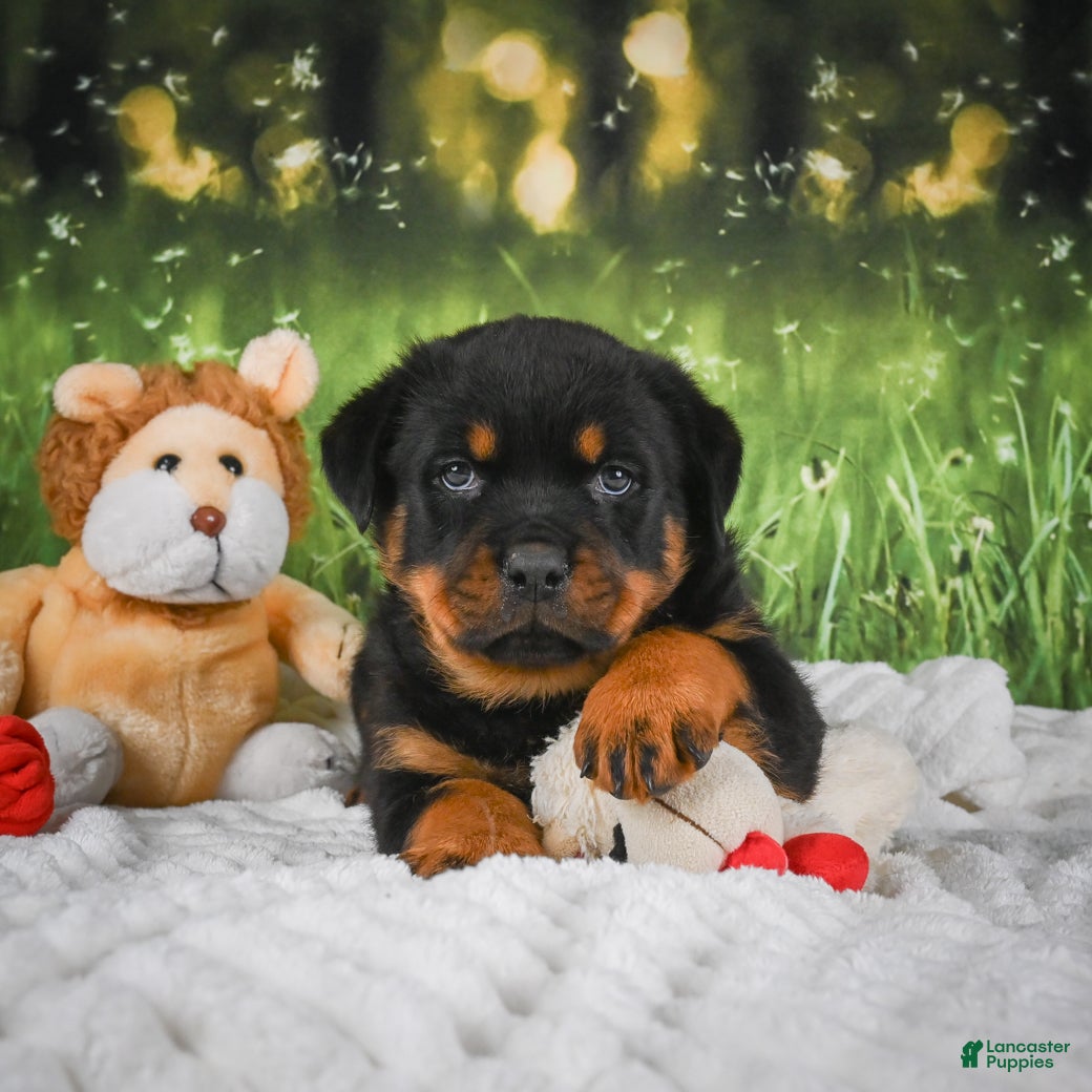 Rottweiler dogs Knox - Ad 1