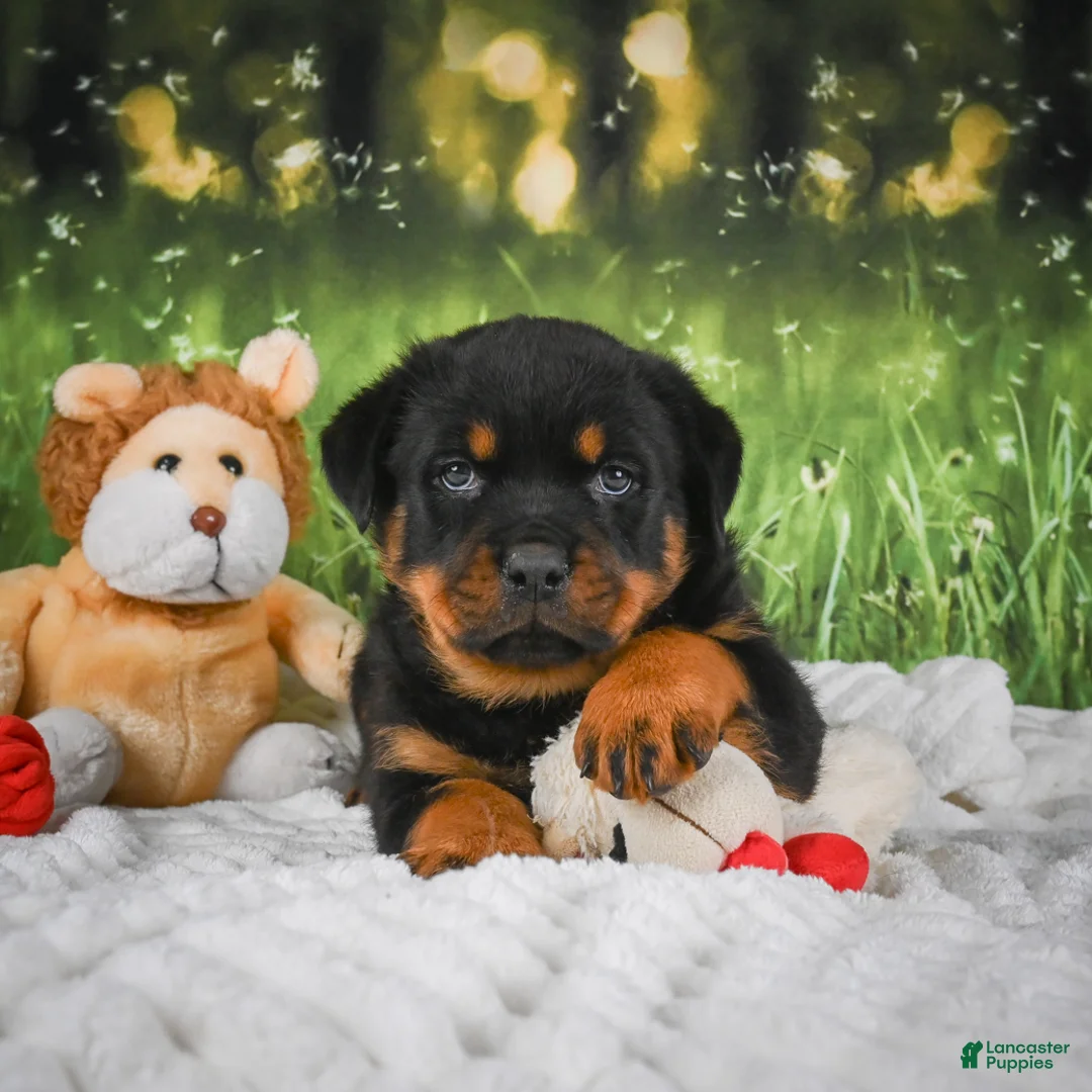 Rottweiler dogs for sale: Knox - Ad 1