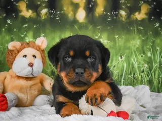 Rottweiler dogs for sale: Knox - Ad 4