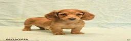Dachshund dogs for sale: Lewis - Ad 3