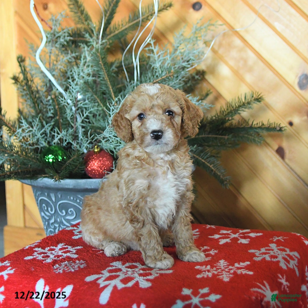 Mini Goldendoodle dogs for sale: Shadow - Ad 1
