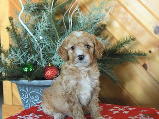 Mini Goldendoodle dogs Shadow - Ad 29
