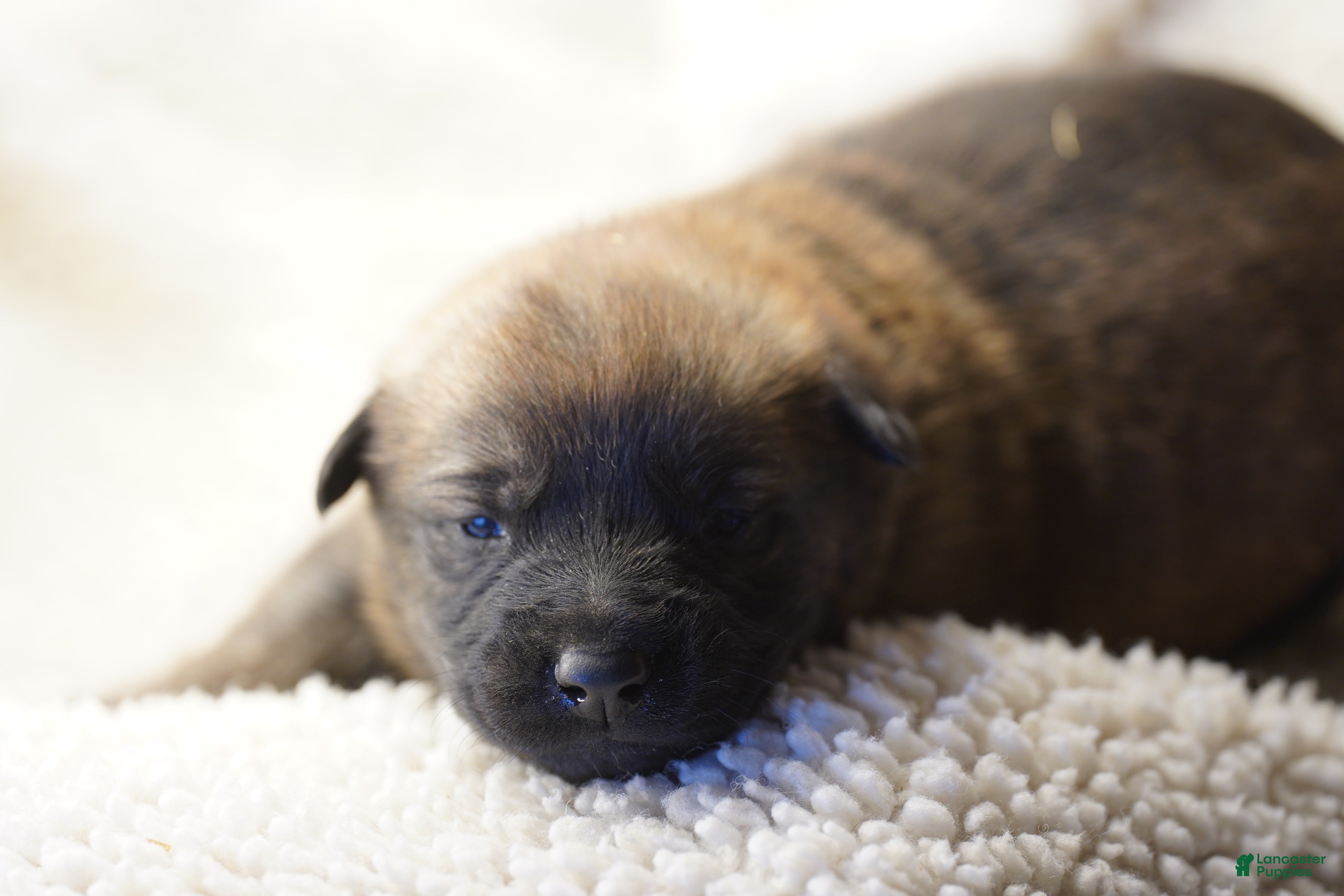 Belgian Malinois dogs Belgian Malinois Puppy 3 - Ad 2