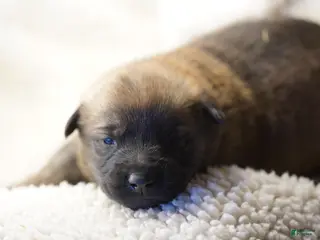 Belgian Malinois dogs Belgian Malinois Puppy 3 - Ad 4