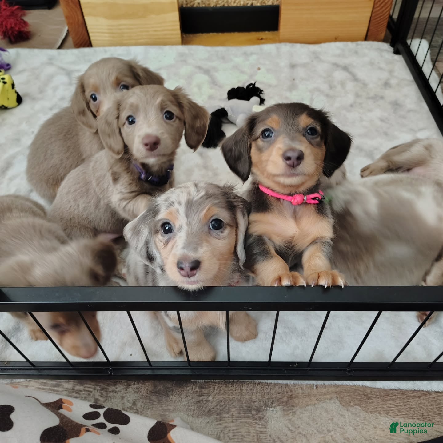 Dachshund dogs Dachshund Puppy 2 - Ad 31