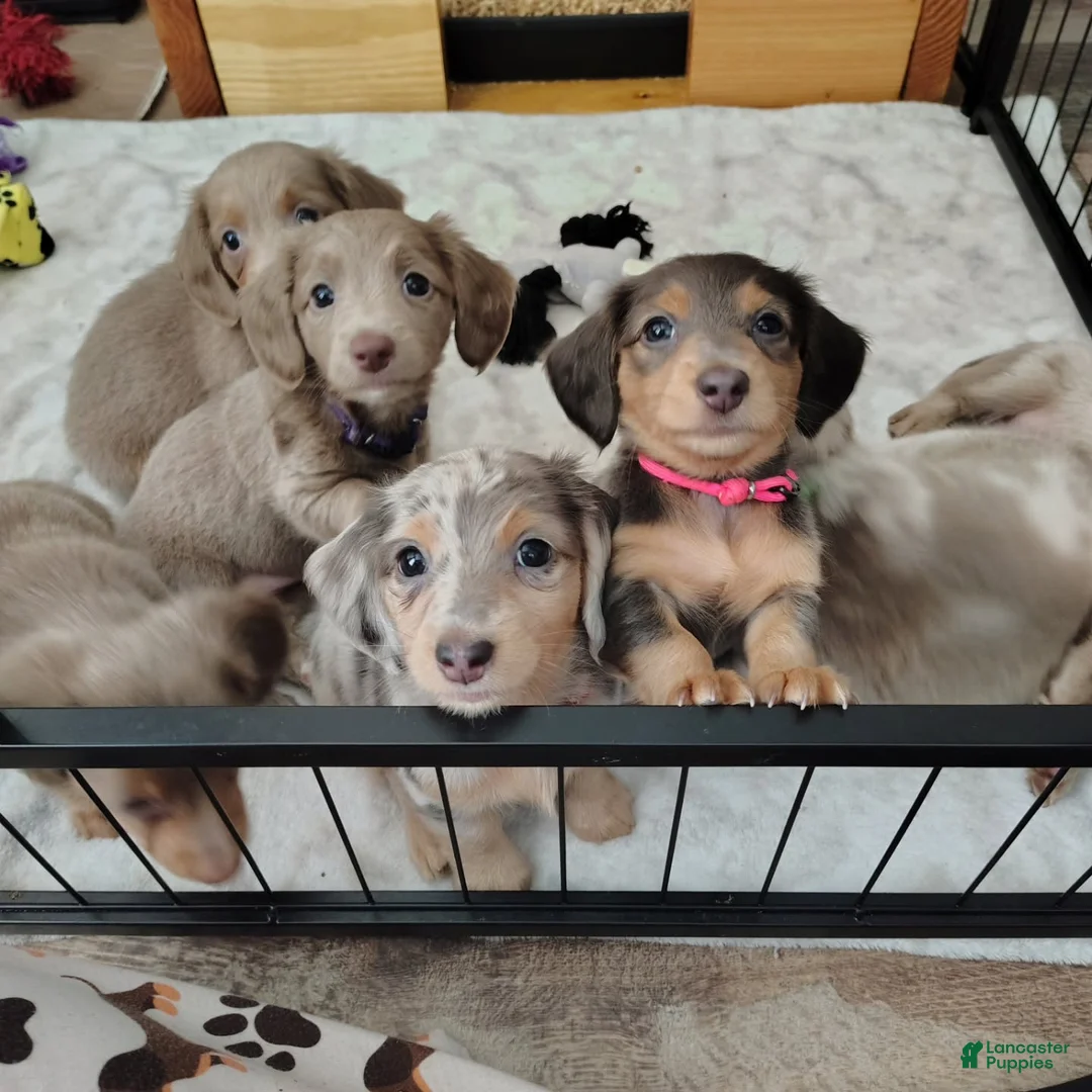 Dachshund dogs for sale: Dachshund Puppy 2 - Ad 1