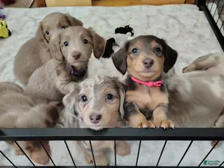 Dachshund dogs Dachshund Puppy 2 - Ad 31