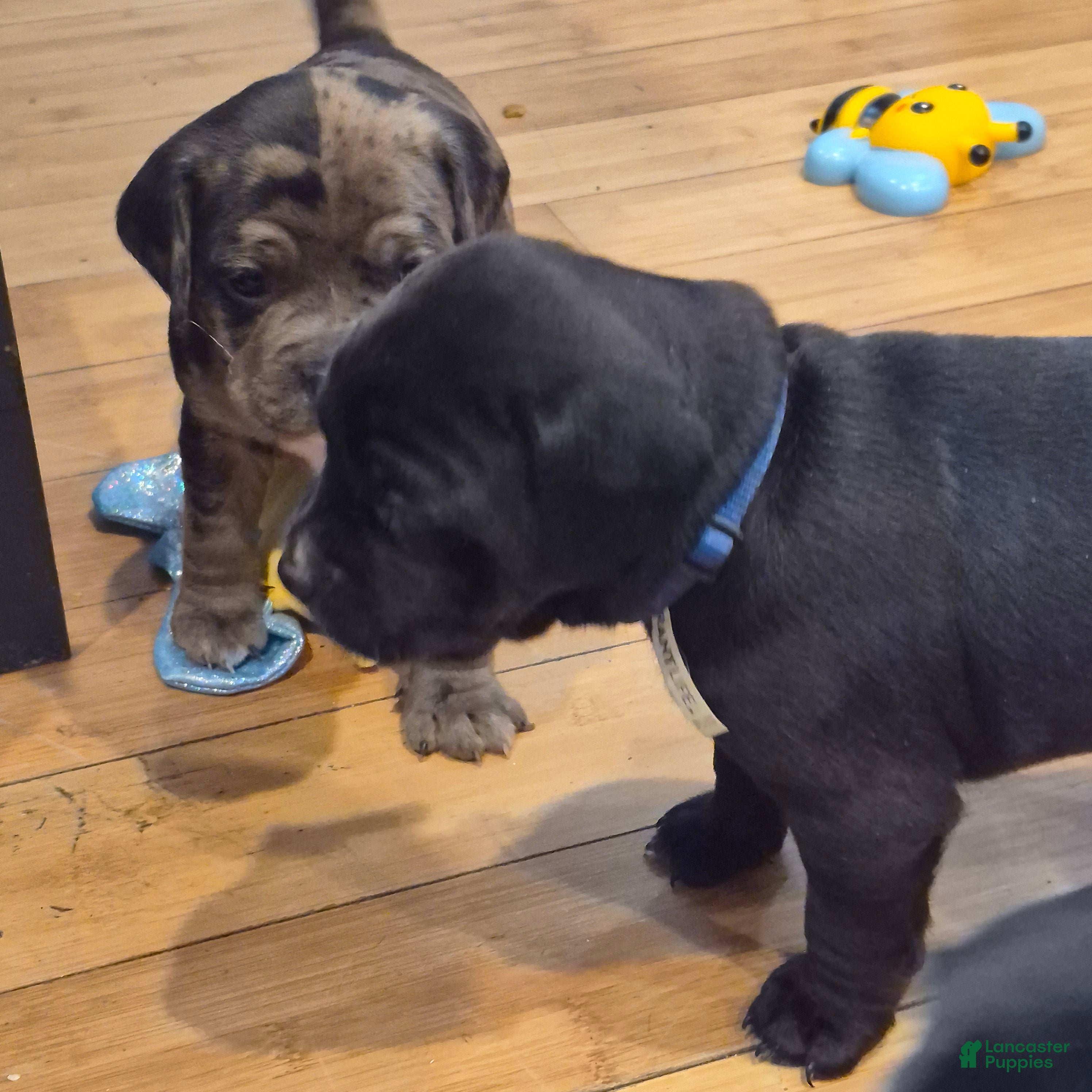 Mixed Breed dogs Sasha - Ad 12