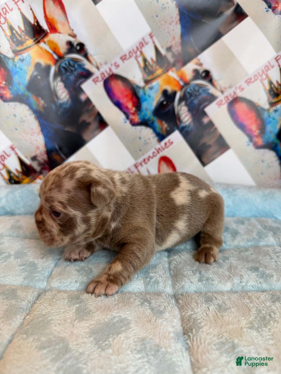 French Bulldog dogs for sale: Boo - Ad 2