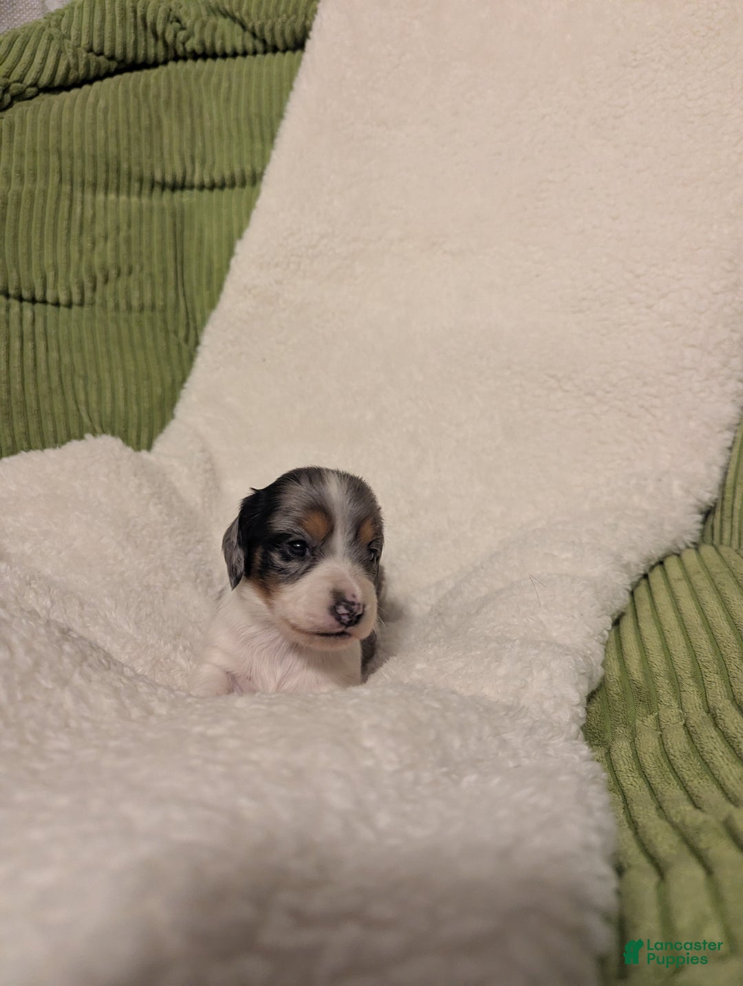 Dachshund dogs for sale: Sophie - Ad 4