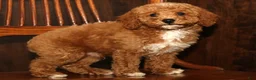 Miniature Poodle dogs for sale: Kyle - Ad 7