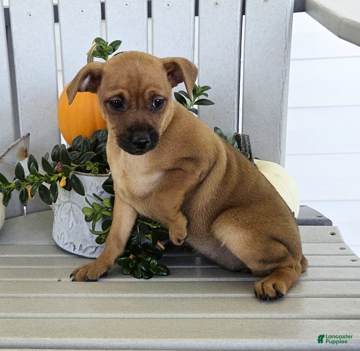 Miniature Pinscher dogs Dolly - Ad 2