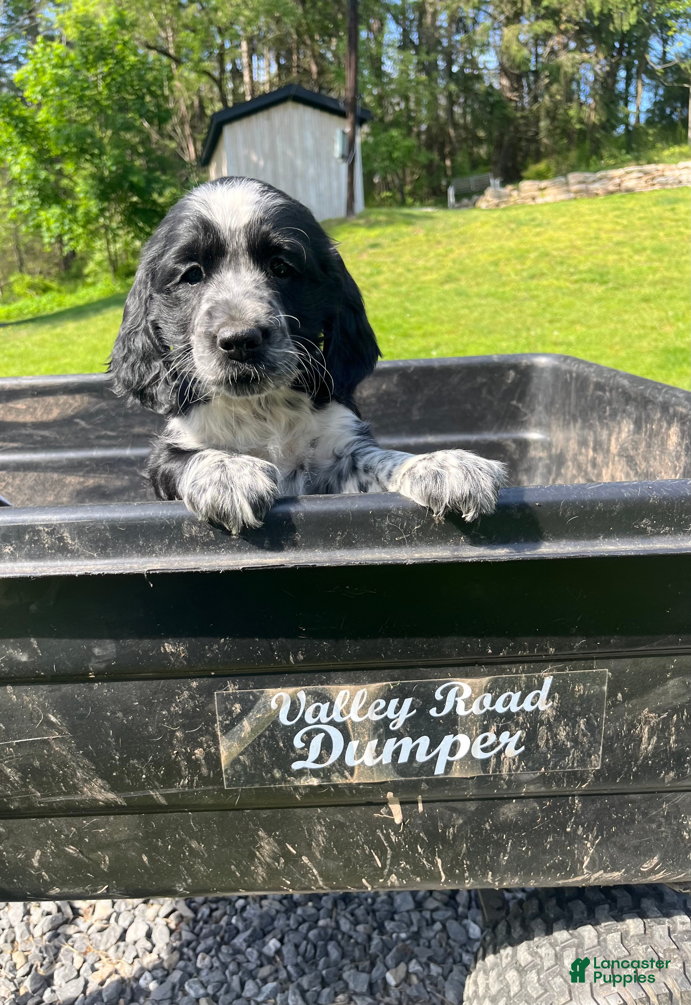 English Springer Spaniel dogs Pansy - Ad 1