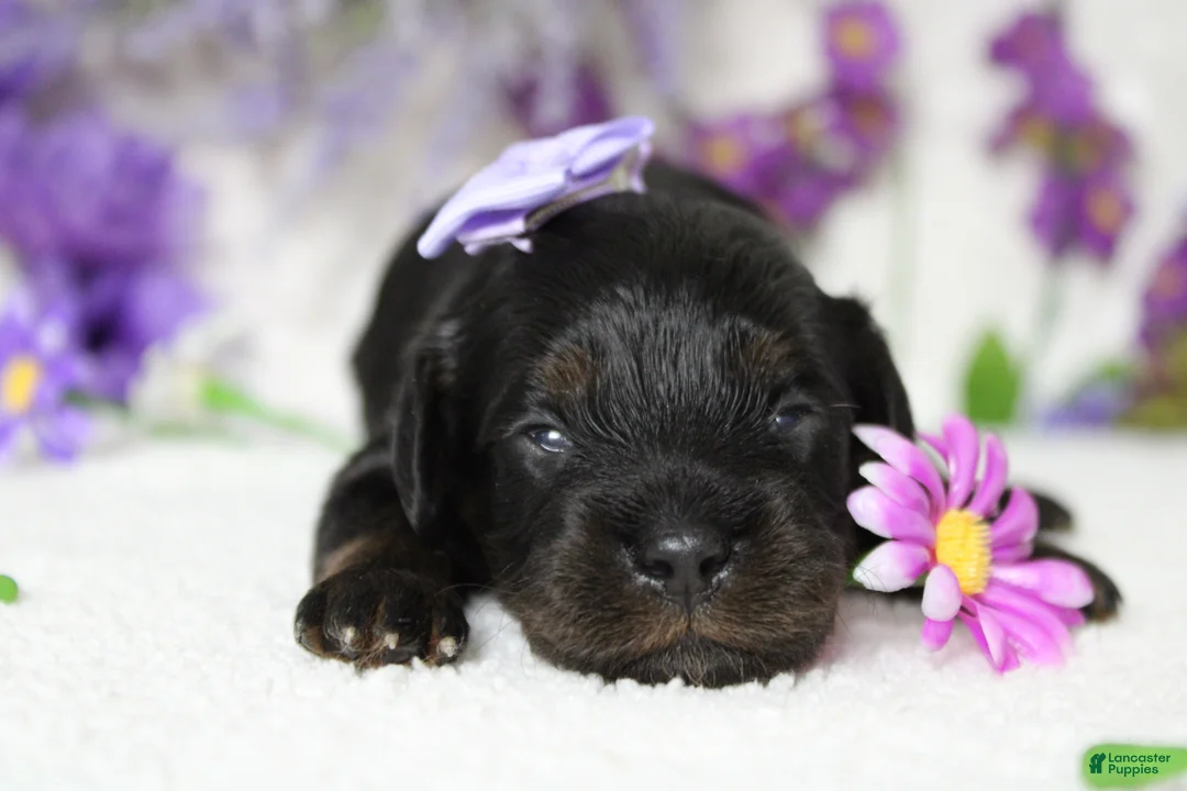 Toy Poodle dogs for sale: Pandora  - Ad 1
