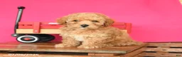Toy Poodle dogs for sale: Adam - Ad 2