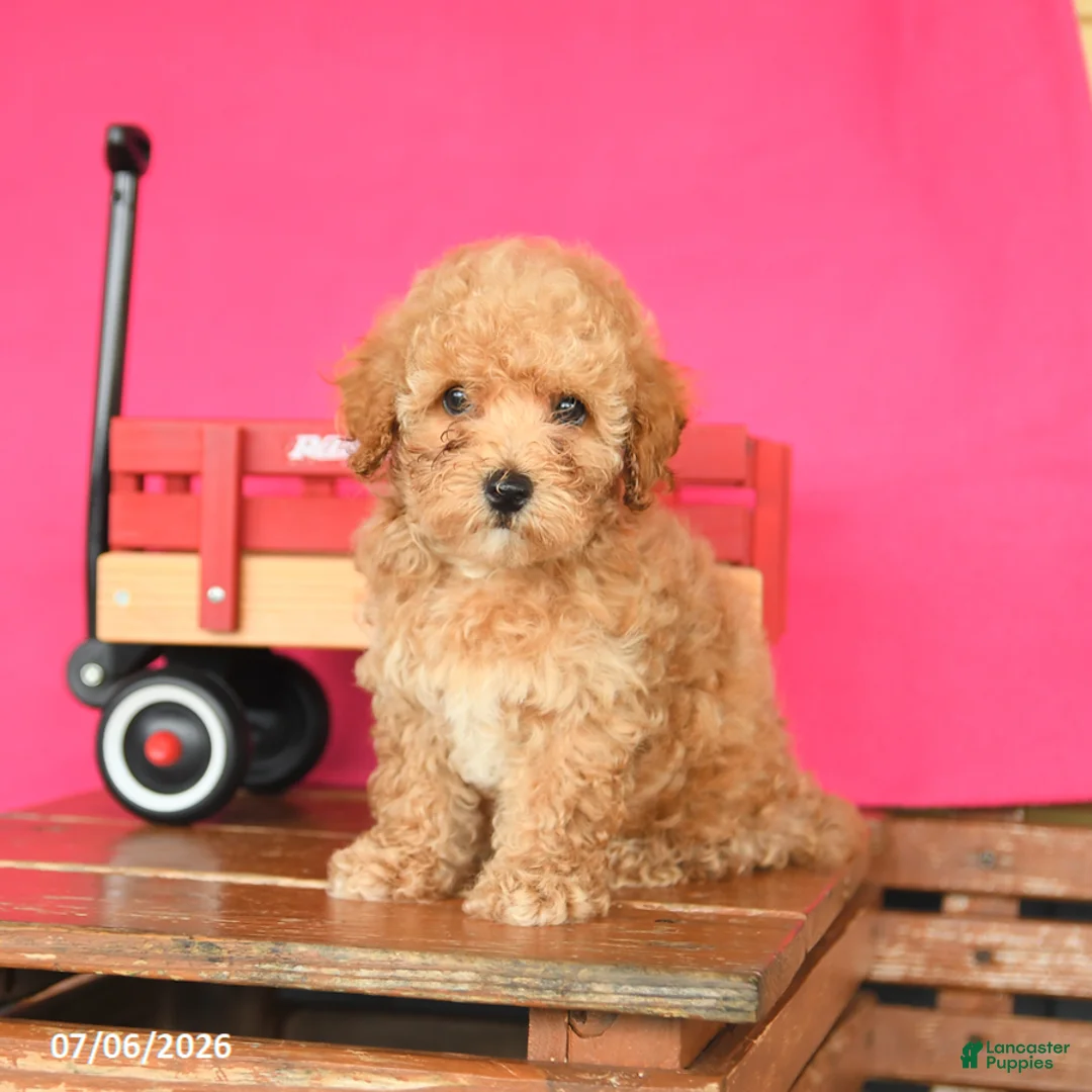 Toy Poodle dogs for sale: Adam - Ad 2