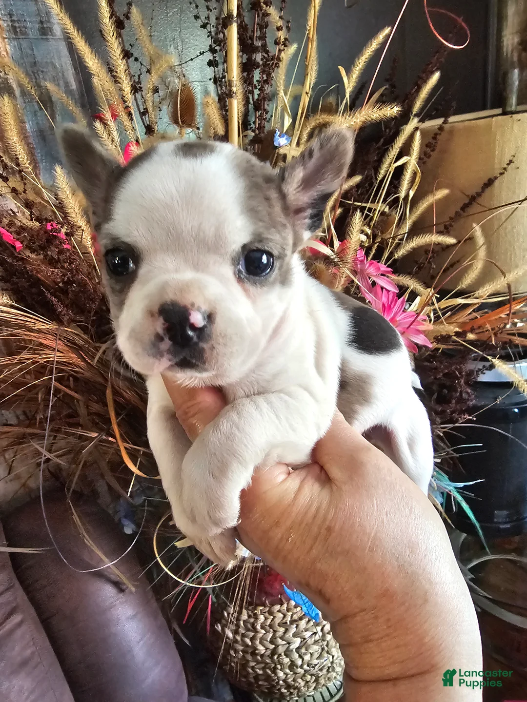 Mixed Breed dogs for sale: Frenchie Wawa Trixie - Ad 1