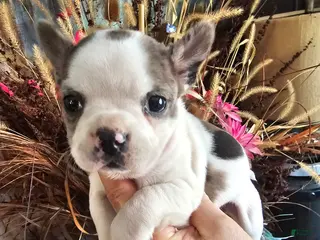 Mixed Breed dogs Frenchie Wawa Trixie - Ad 9