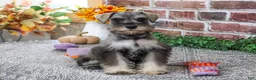 Miniature Schnauzer dogs for sale: Draya - Ad 3