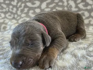 Doberman Pinscher dogs Doberman Pinscher Puppy 4 - Ad 7