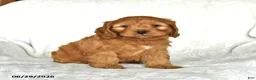 Cockapoo dogs for sale: Honey - Ad 3