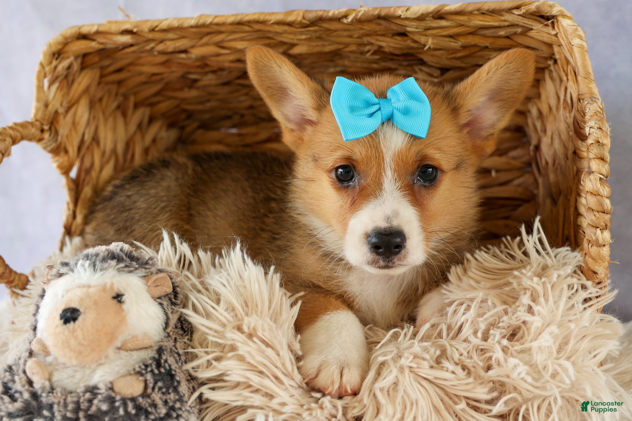 Welsh Corgi Pembroke dogs Yack 🐶  - Ad 1