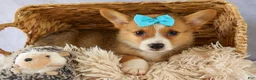 Welsh Corgi Pembroke dogs for sale: Yack 🐶  - Ad 7