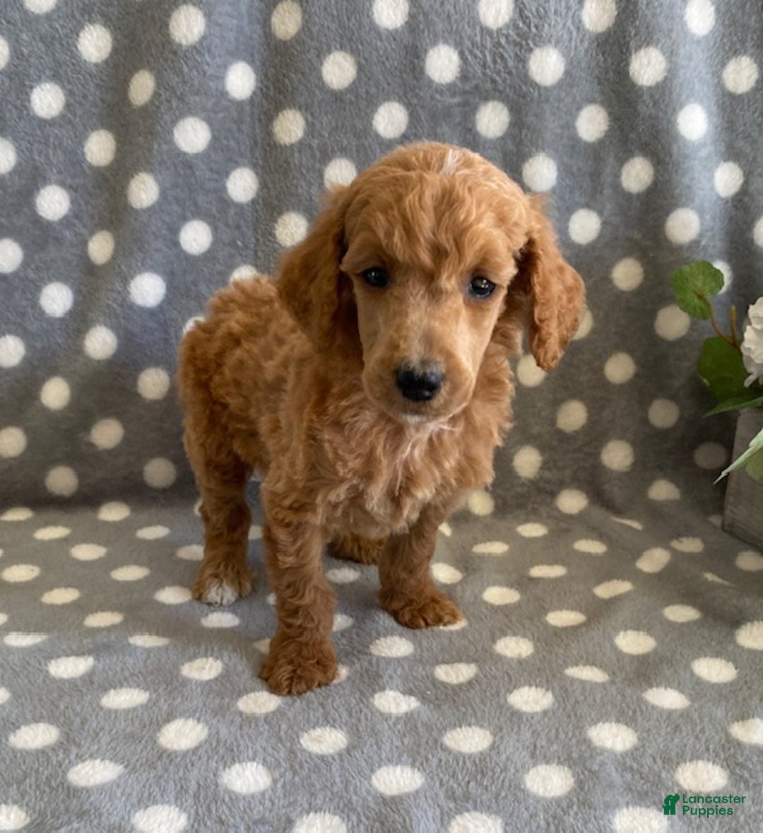 Standard Poodle dogs for sale: Jimmy - Ad 4