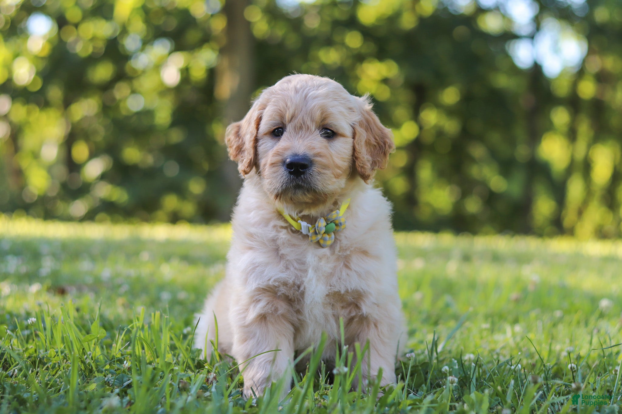 Mixed Breed dogs Jasper - Ad 1