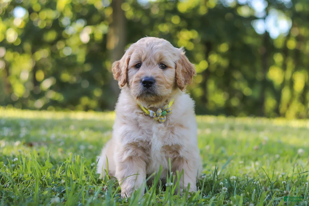 Mixed Breed dogs for sale: Jasper - Ad 1