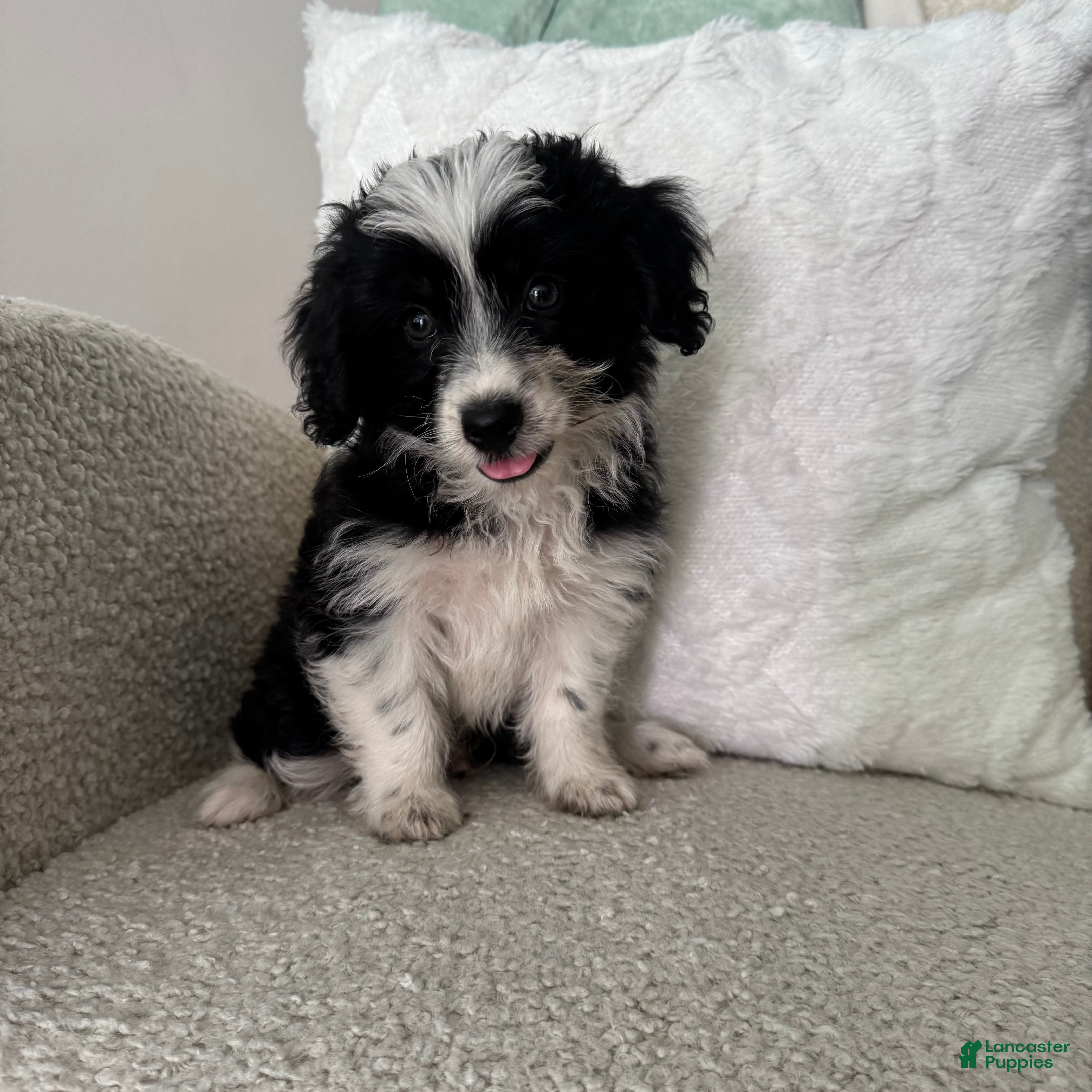 Mini Aussiedoodle dogs Alan - Ad 26