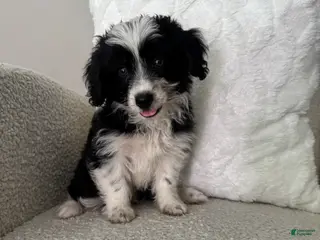 Mini Aussiedoodle dogs Alan - Ad 26