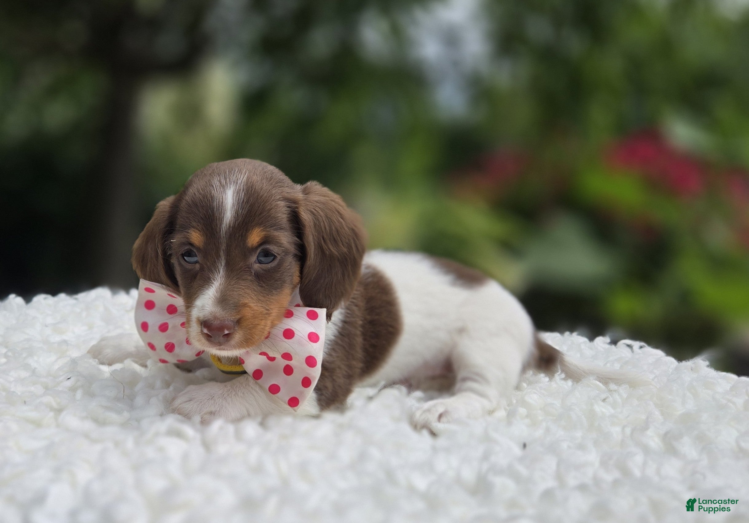 Miniature Dachshund dogs Fay - Ad 1