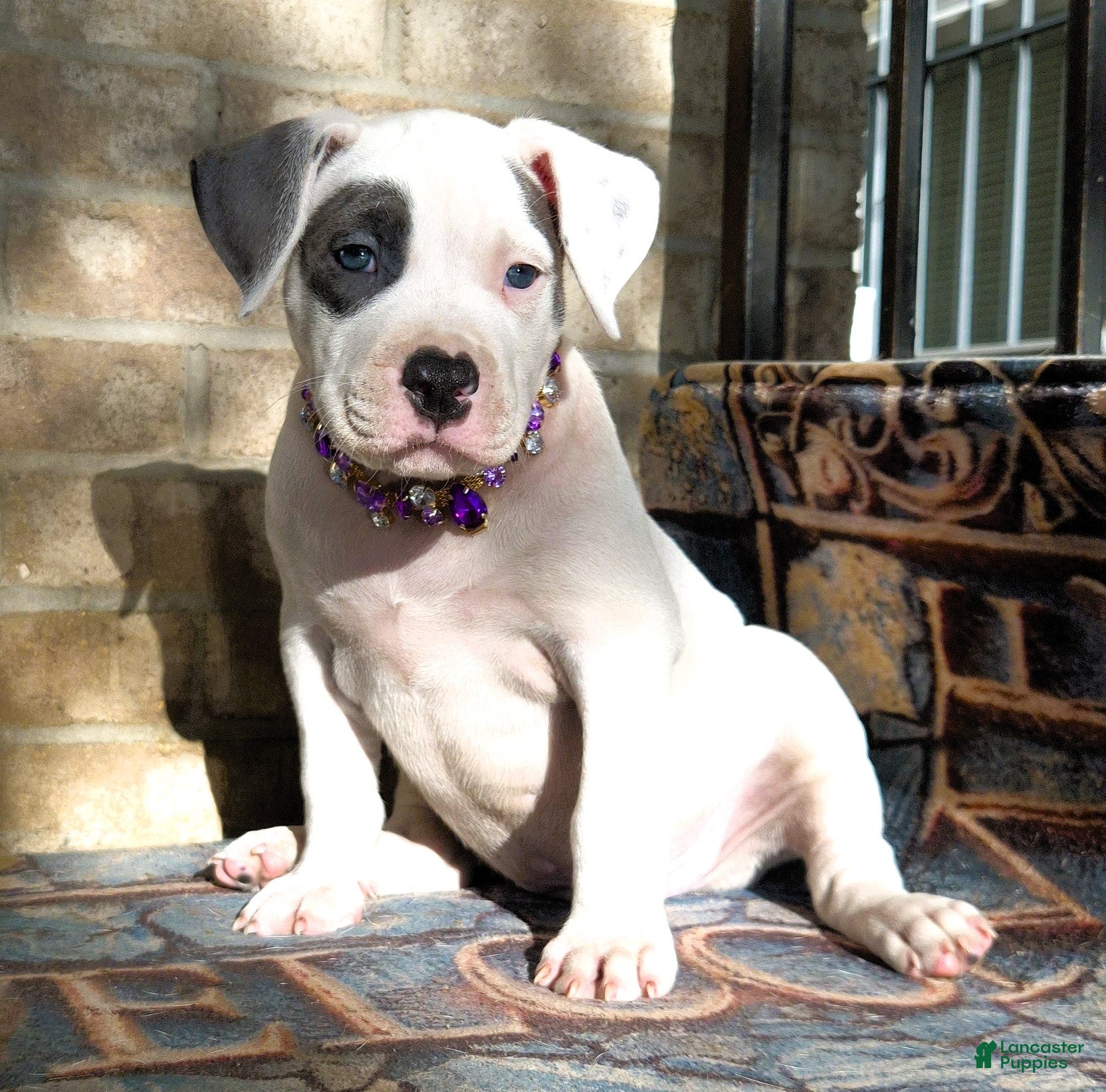 American Bully dogs for sale: "THA ROCK" WHITE WITH MERLE PATCHES - Ad 34