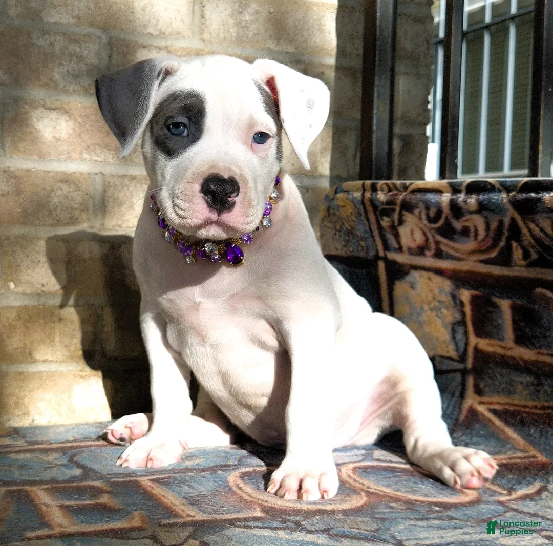 American Bully dogs for sale: "THA ROCK" WHITE WITH MERLE PATCHES - Ad 1