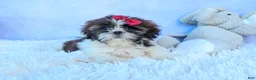 Shih Tzu dogs for sale: RACHEL - Ad 15