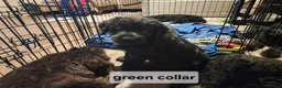 Labradoodle dogs for sale: Labradoodle green collar - Ad 4