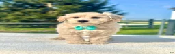 Maltipoo dogs for sale: Boy Maltipoo1 - Ad 3