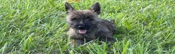 Cairn Terrier dogs for sale: Fennel  - Ad 4