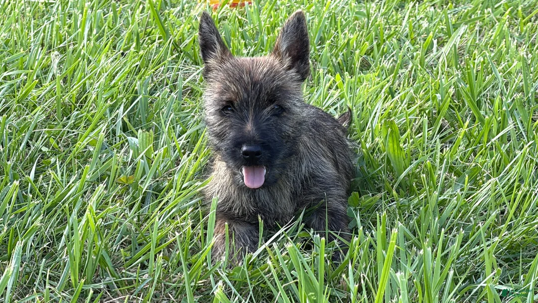Cairn Terrier dogs for sale: Fennel  - Ad 4