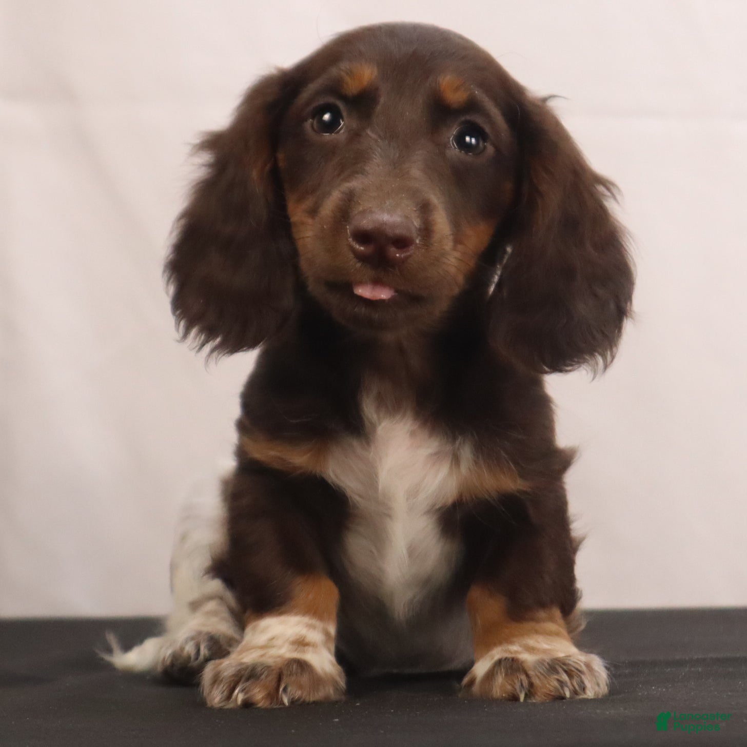 Dachshund dogs billy - Ad 1