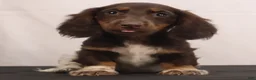 Dachshund dogs for sale: billy - Ad 1