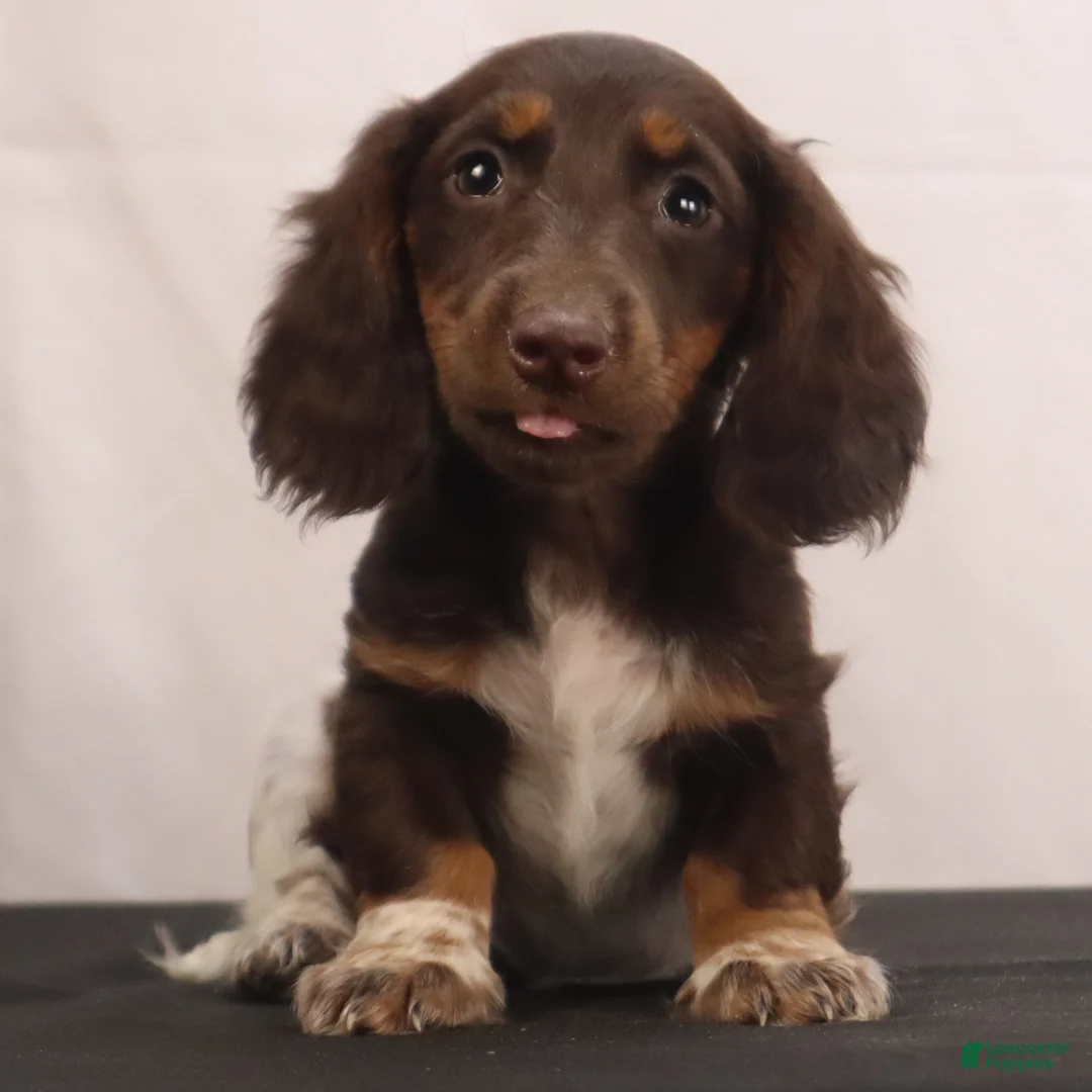 Dachshund dogs for sale: billy - Ad 1
