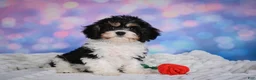 Cavachon dogs for sale: Teddy - Ad 1