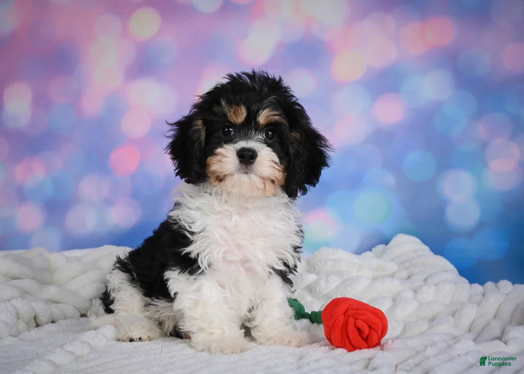 Cavachon dogs for sale: Teddy - Ad 1